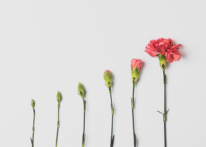 Beautiful Carnation Flower