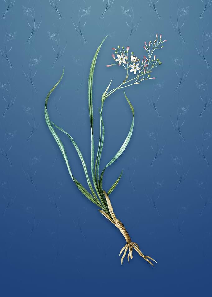 Vintage Phalangium Bicolor