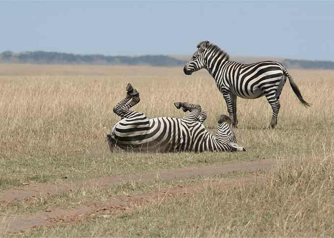 Zebra Animal