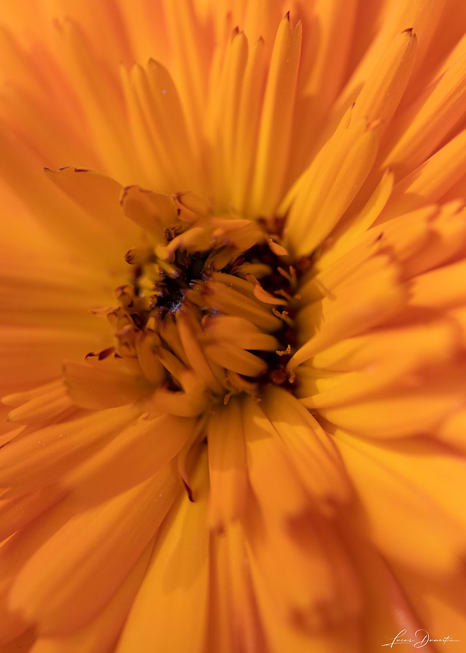 Calendula
