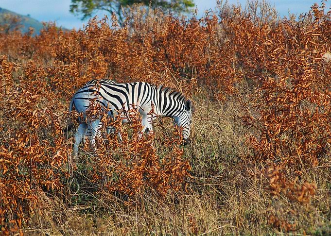 Zebra Animal