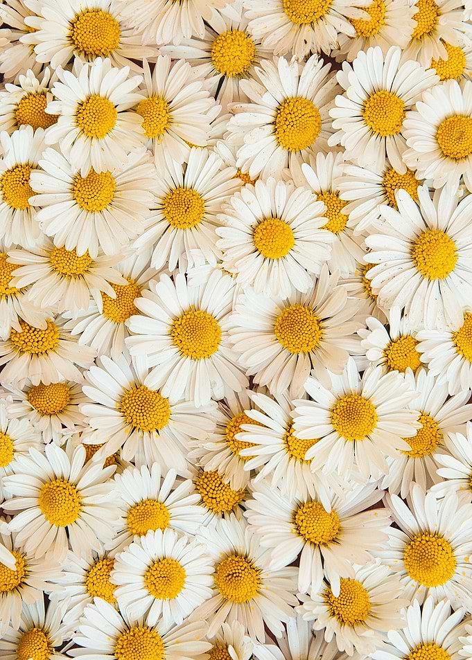 Beautiful Bellis perennis