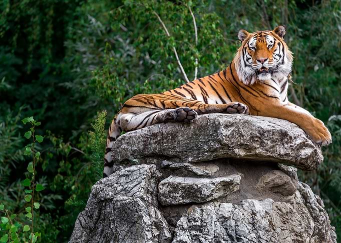 Tiger Animal