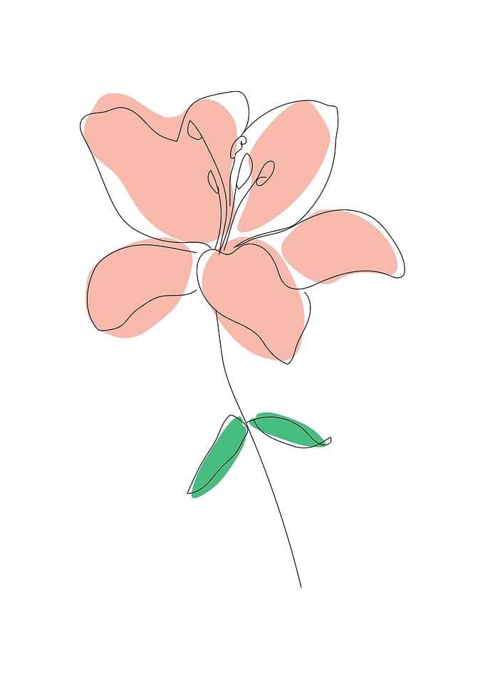 Lily flower