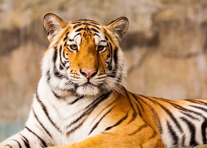 Tiger Animal