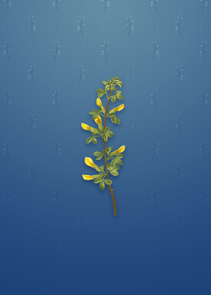 Vintage Common Cytisus