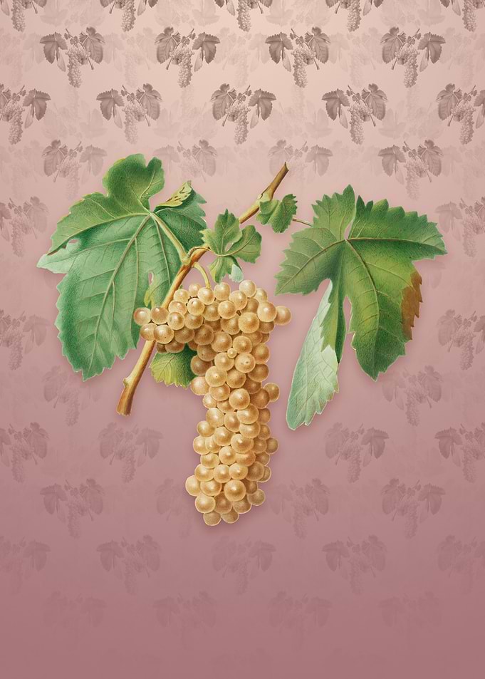 Vintage Trebbiano Grapes