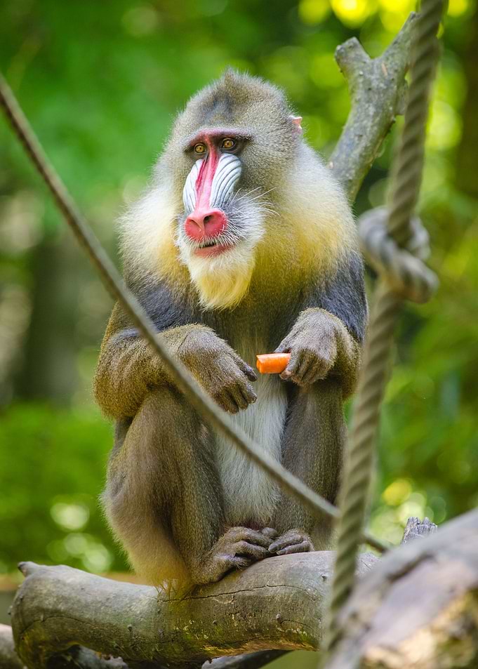 Odd looking Primates