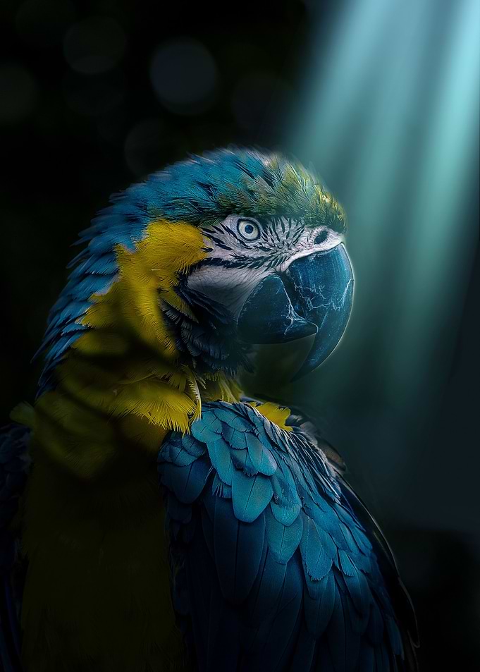 Parrot