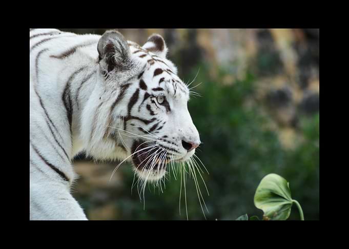 White Tiger