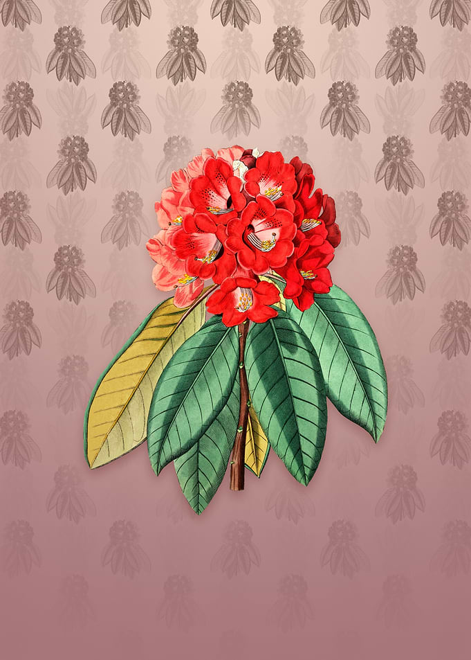 Rhododendron Rollissonii