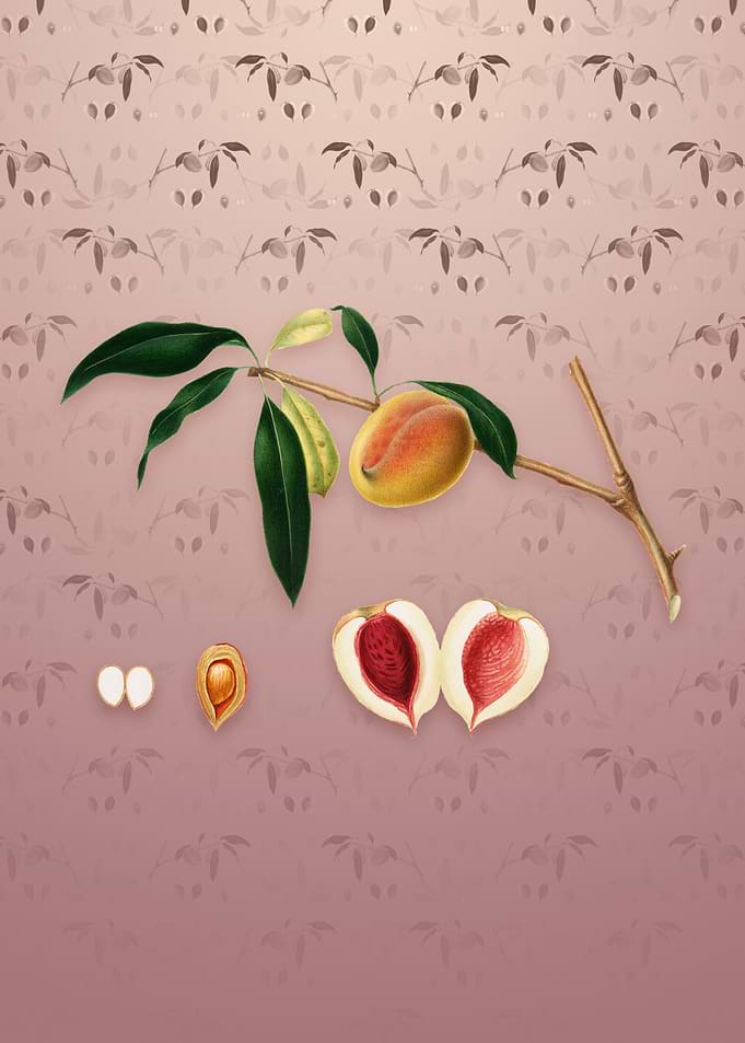 Peach on Dusty Pink