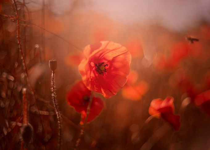 Red field poppy in meadow
