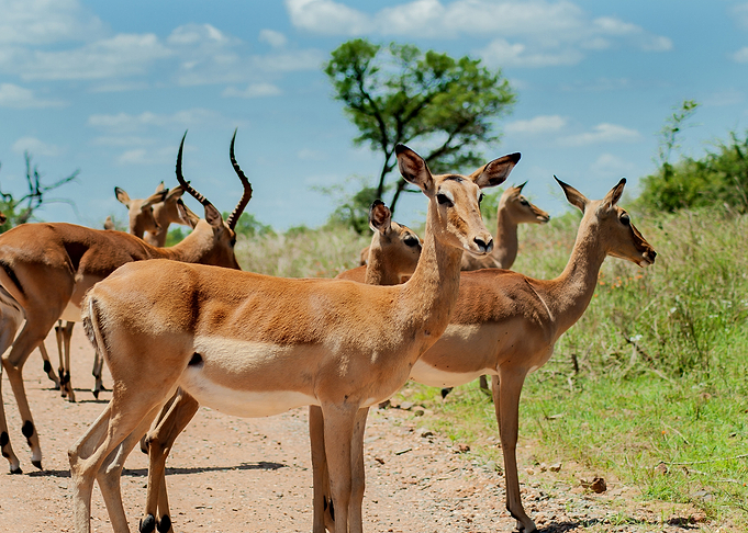 Antelope Animal Cute