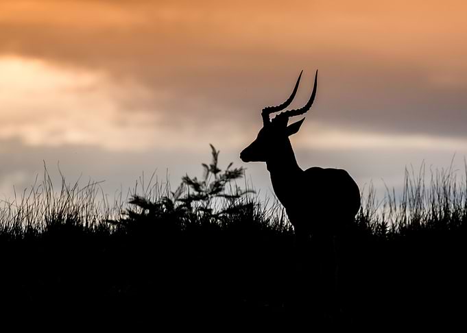 Antelope Animal Cute