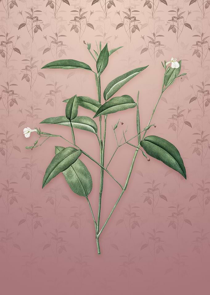Maranta Arundinacea