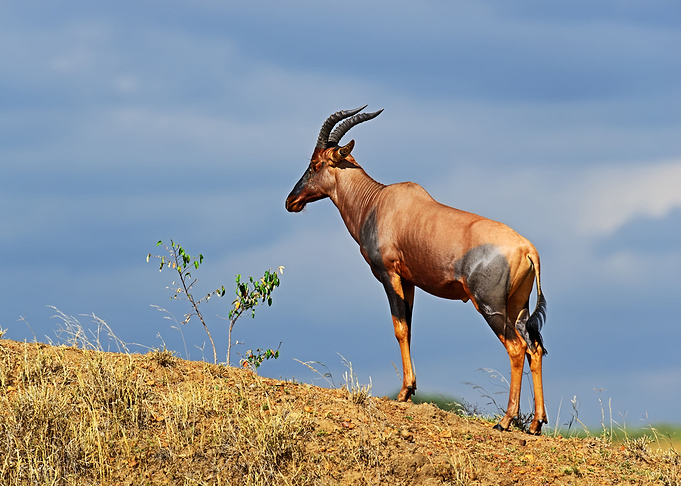 Antelope Animal Cute