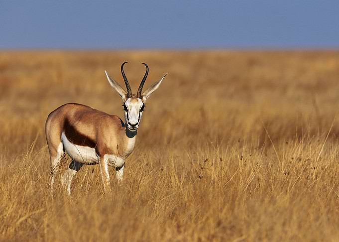 Antelope Animal Cute