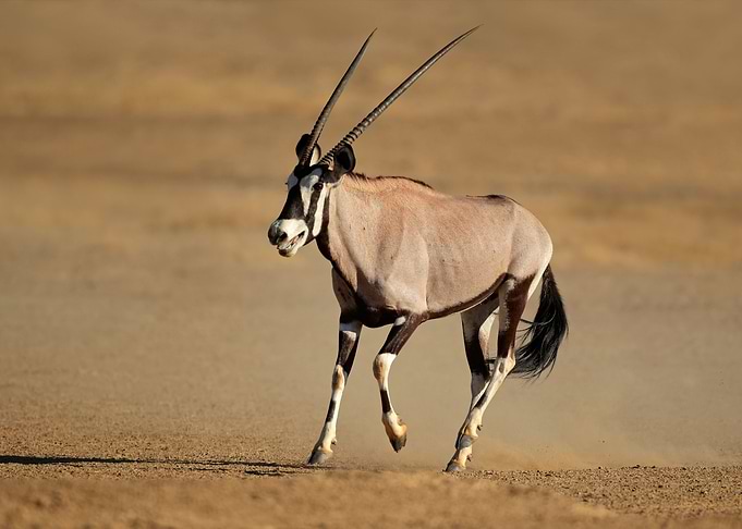 Antelope Animal Cute
