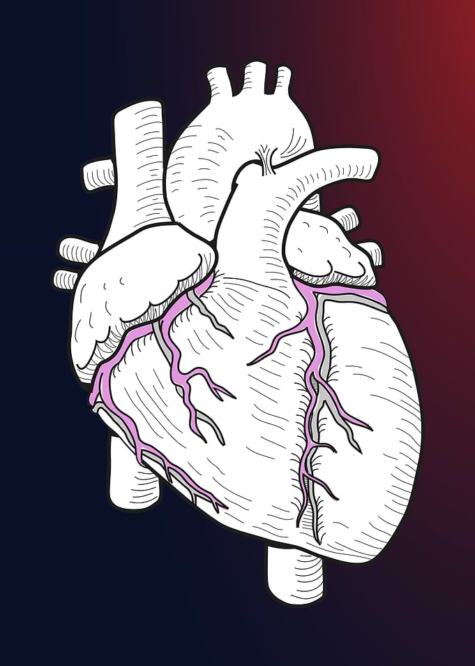 Anatomy of human heart