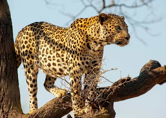 Leopard Animal Cute
