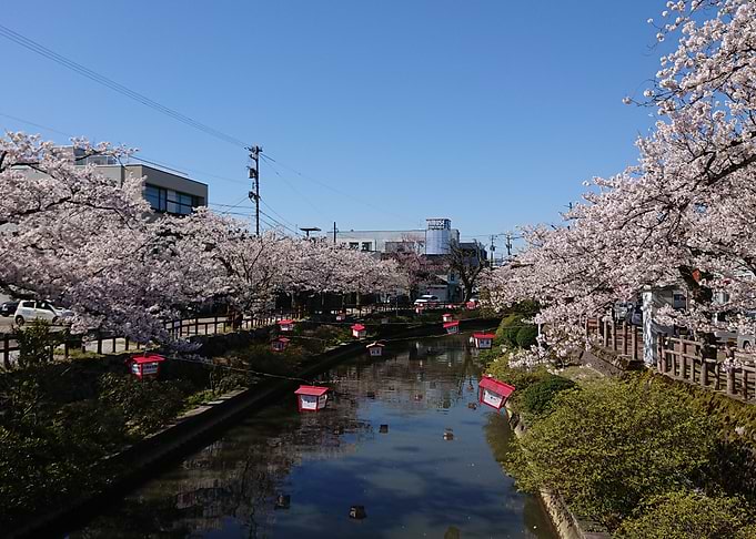 Himi river Sakura