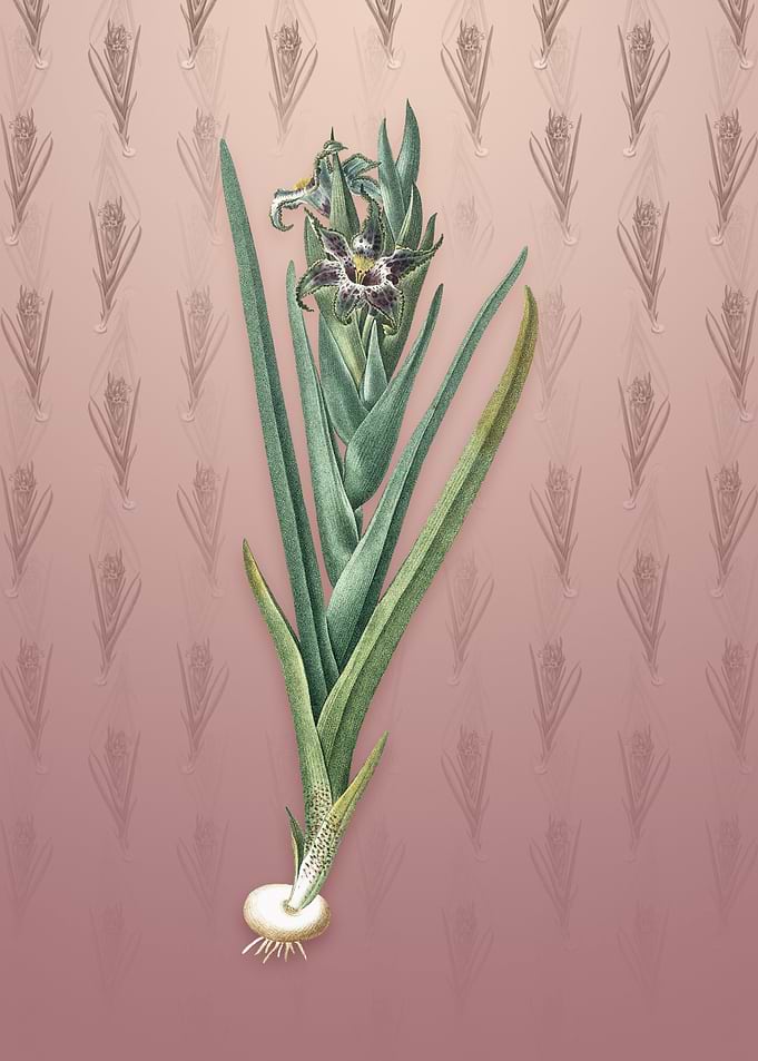 Ferraria on Dusty Pink
