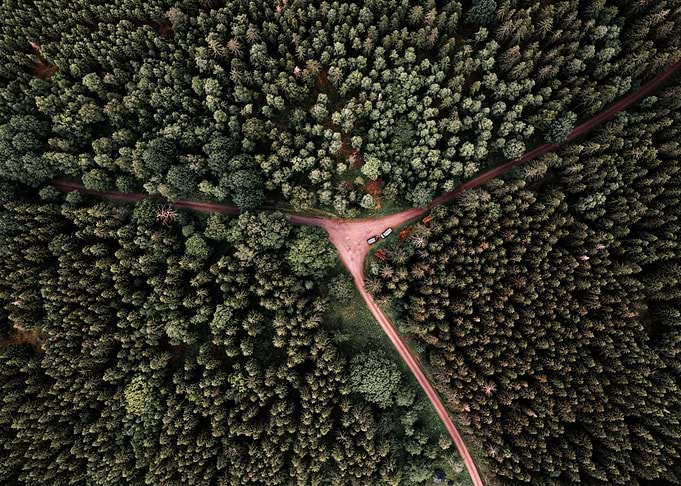 Woods in Sweden