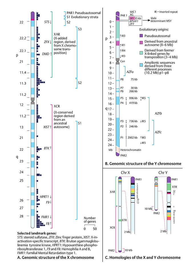 X and Y chromosome