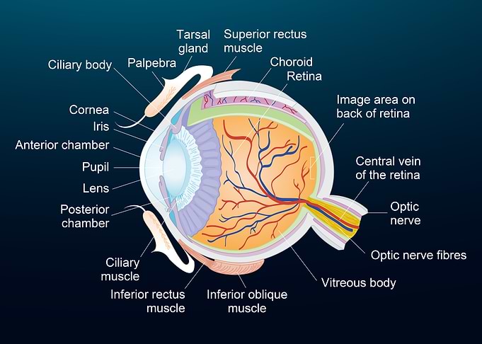 Human eye anatomy