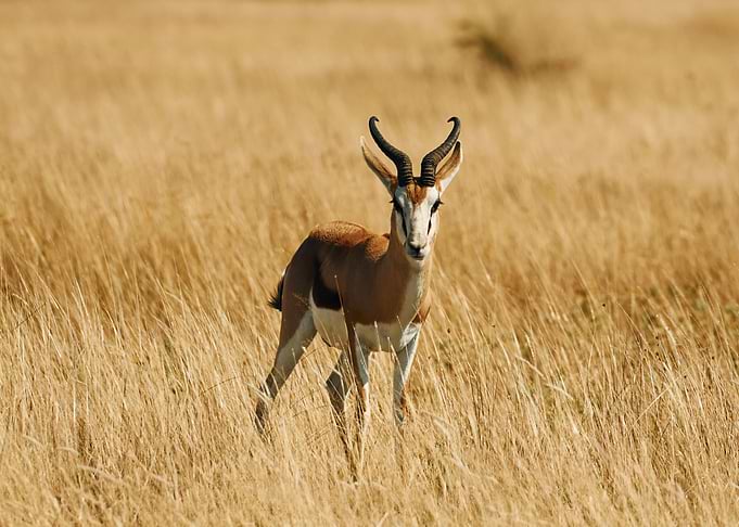Antelope Animal Cute