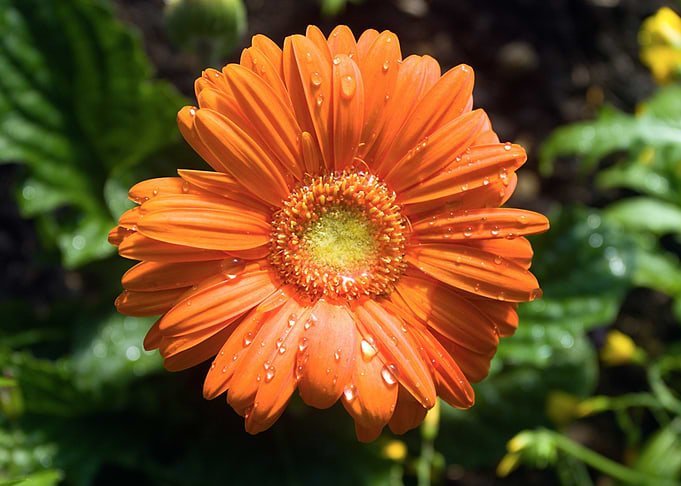 Beautiful Flower