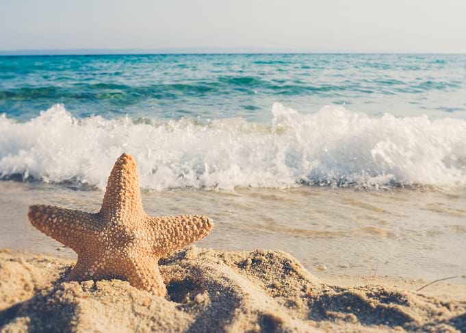 Seashells on the Beach