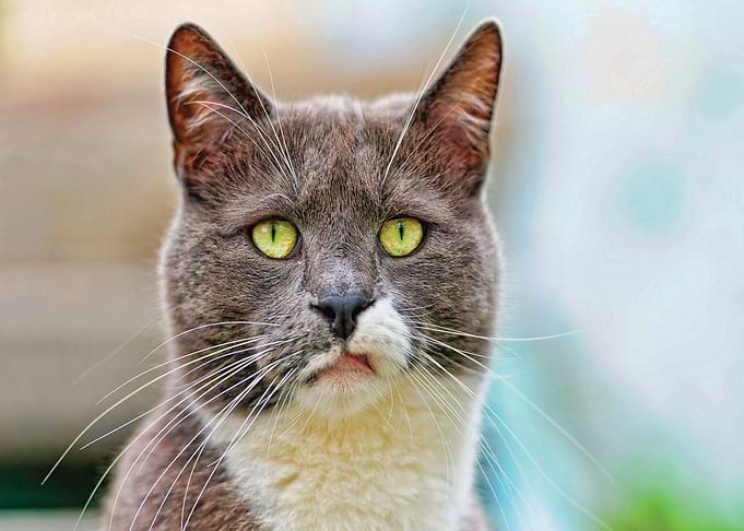 Confused Cat