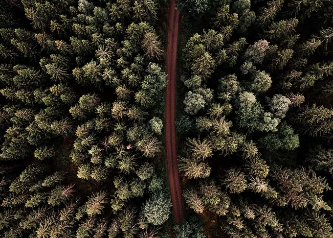 Woods in Sweden
