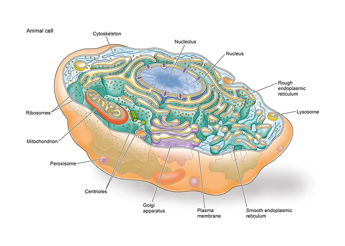 Eukaryotic cell