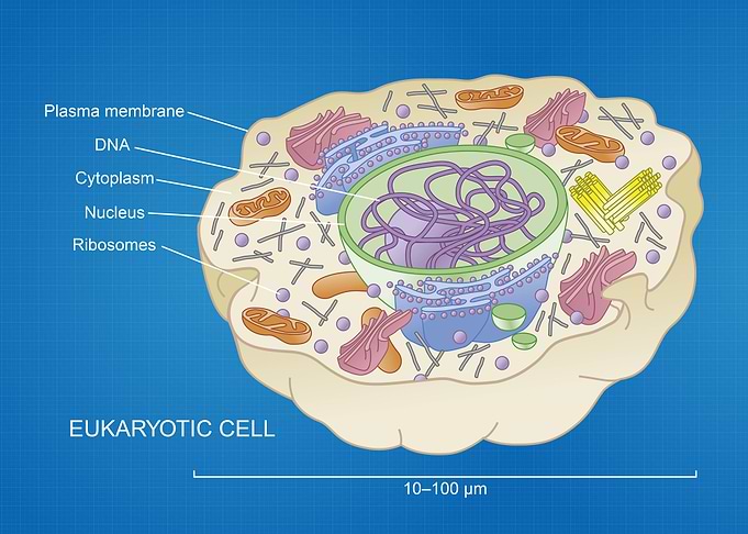Eukaryotic cell