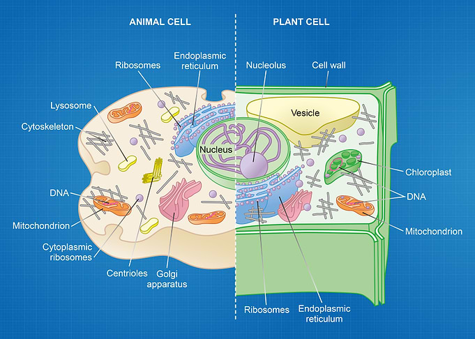 Animal cell and plant cell