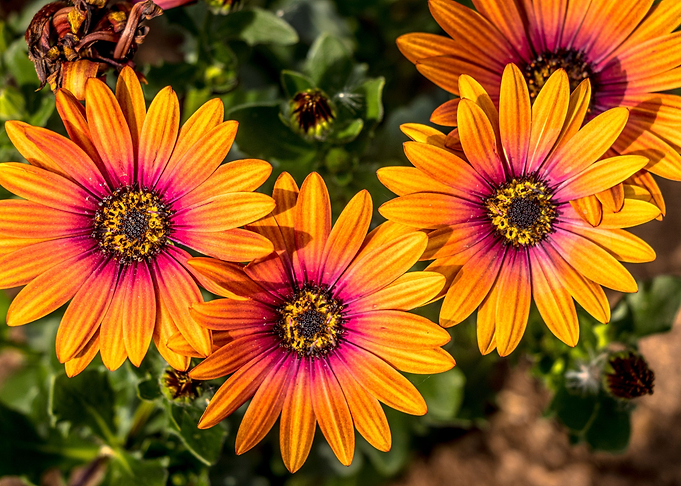 Beautiful Orange Flowers
