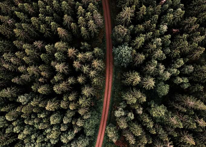 Woods in Sweden