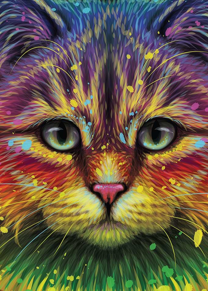 Colorful Cat