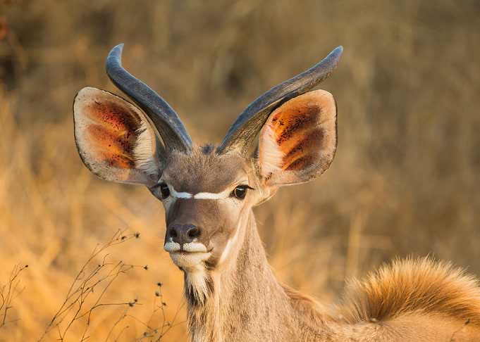 Antelope Animal Cute