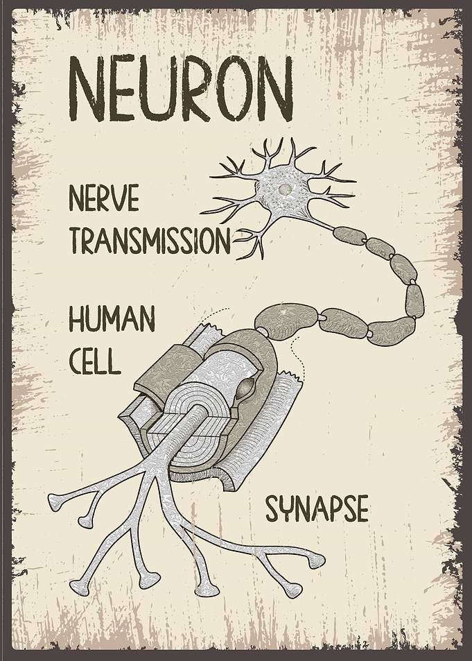 Neuron Synapse Structure