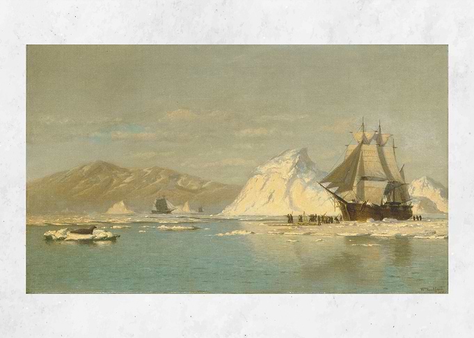 Whaler Seeking