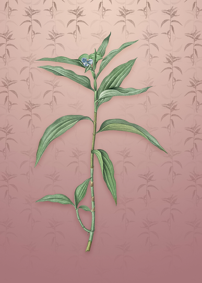 Dayflower on Dusty Pink