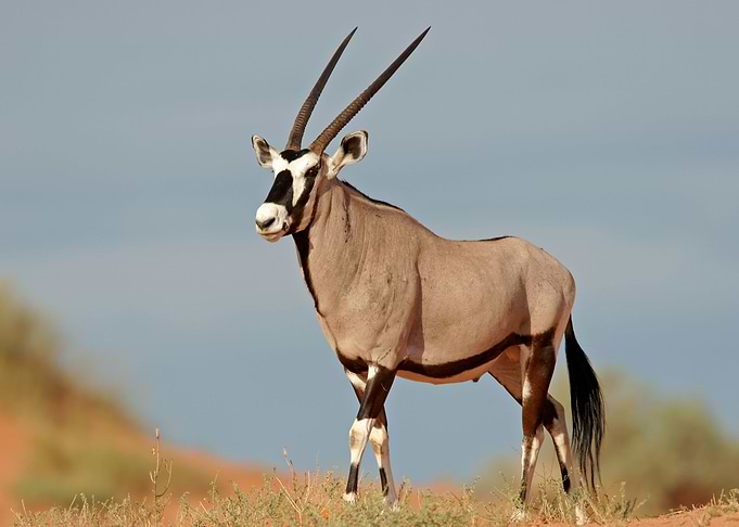 Antelope Animal Cute