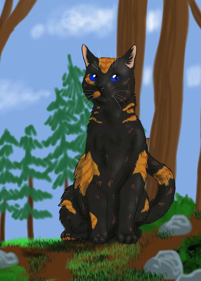 Tortoiseshell cat