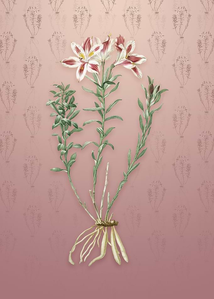 Vintage Lily of the Incas