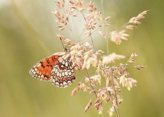 Butterfly on the meadow