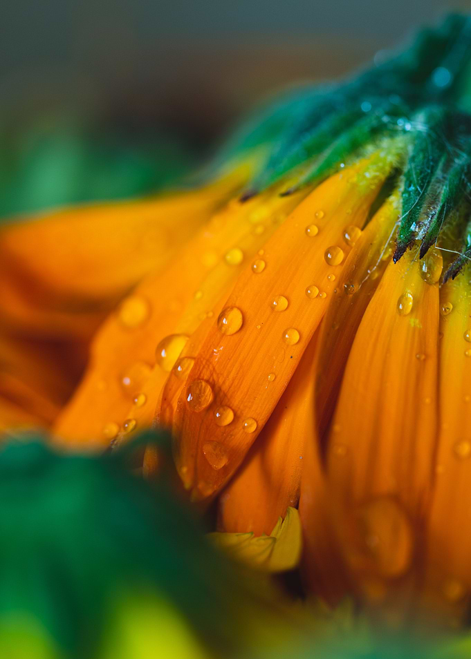 Marigold